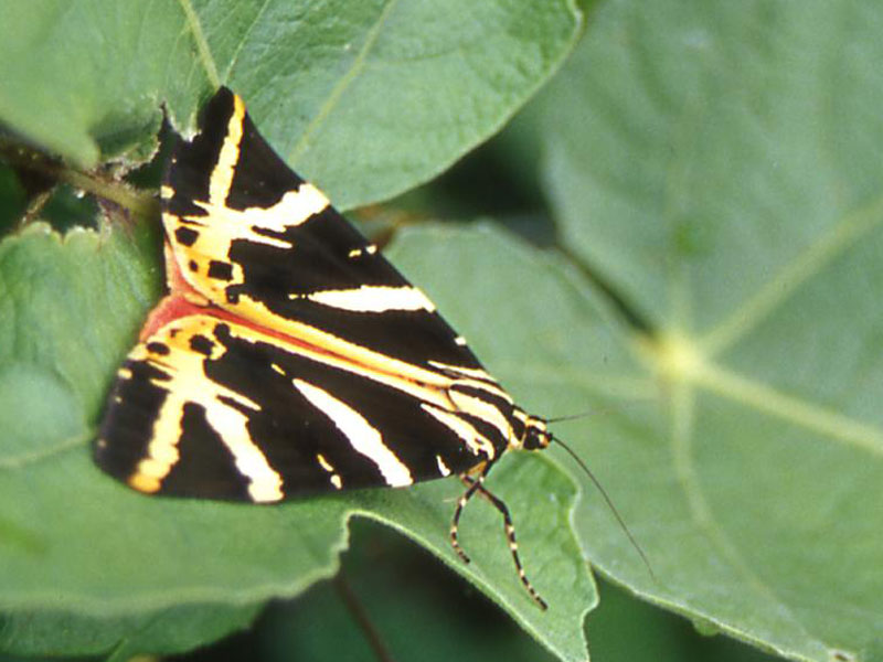 Euplagia quadripunctaria - Arctiidae........dal Trentino